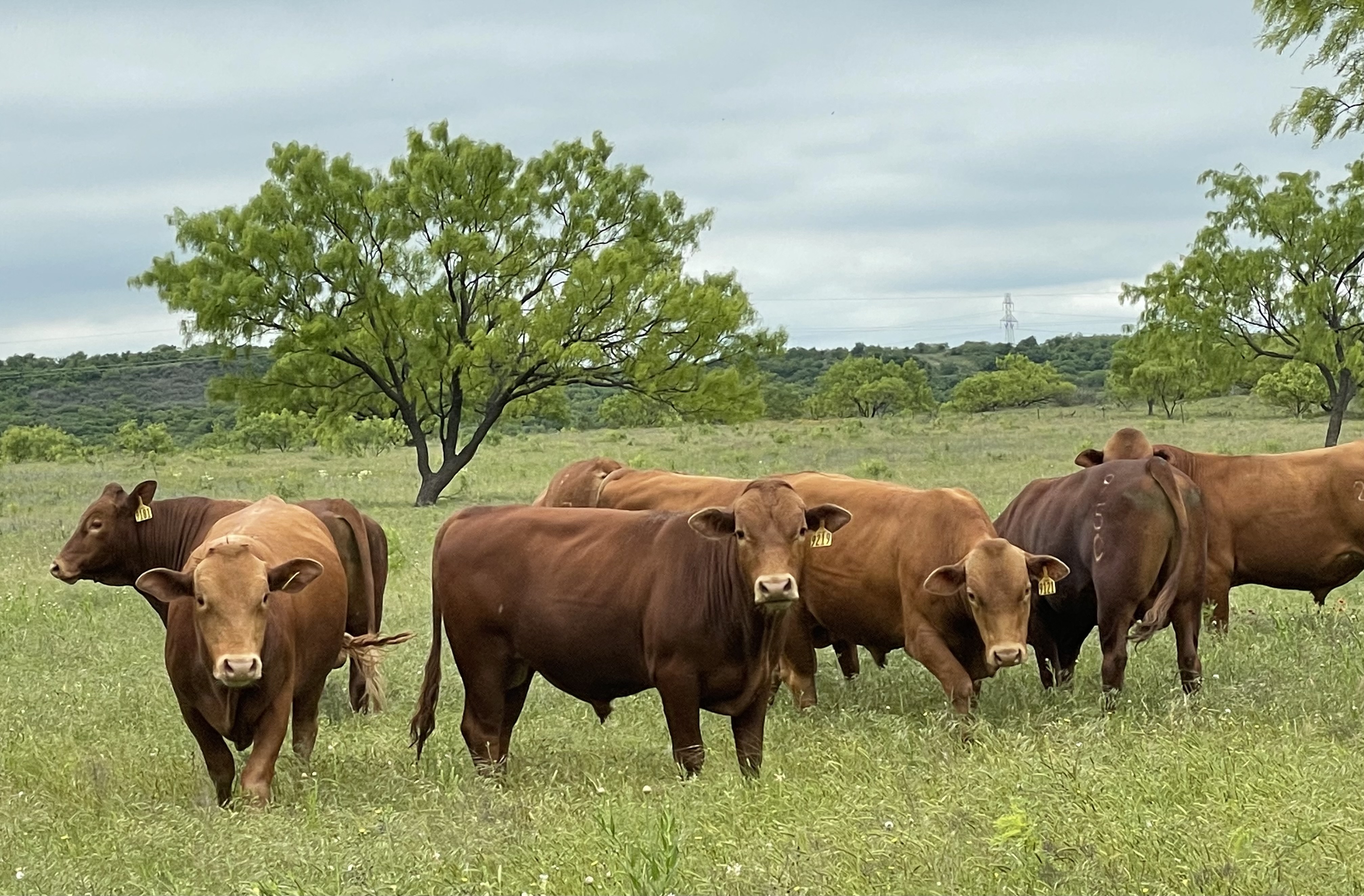 beefmaster calves