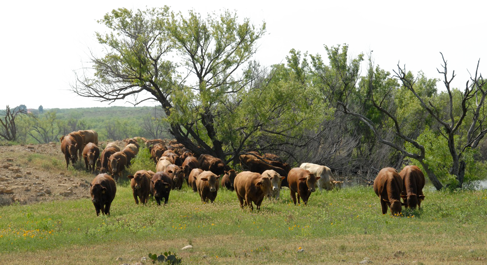 Casey Beefmaster Cattle